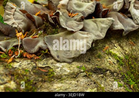 Nahaufnahme eines Gelee-Ohrenpilzes (Auricularia auricula-judae), der auf einem abfallenden Baumstamm im Wald der Schutzgebiete Lagodekhi, Geor, wächst Stockfoto