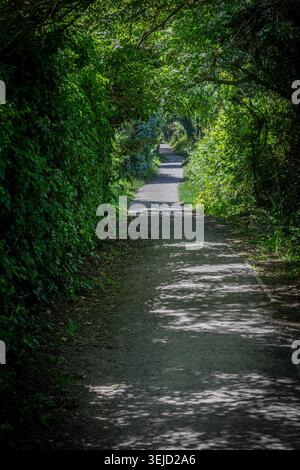 Ein schmaler Fußweg, der sich durch üppige grüne Wälder schlängelt Stockfoto