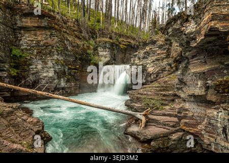 Baring Falls, die durch eine enge, felsige Schlucht unter einer hölzernen Brücke in der wilden Waldlandschaft des Glacier National Park kaskadieren Stockfoto