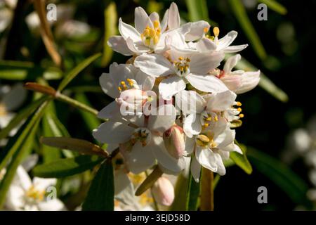Weiße Blüten der mexikanischen Orangenblüte Choisya ternata „Aztec Pearl“ in einem Frühlingsgarten Stockfoto
