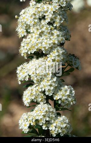 Spiraea nipponica „June Bride“ Stockfoto