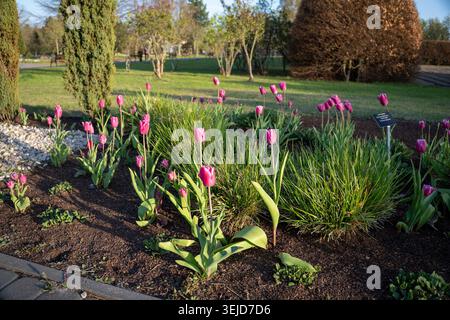 Eine lebendige Gartenszene mit pinken Tulpen, die inmitten üppiger Grünflächen und gepflegter Wege blühen. Stockfoto