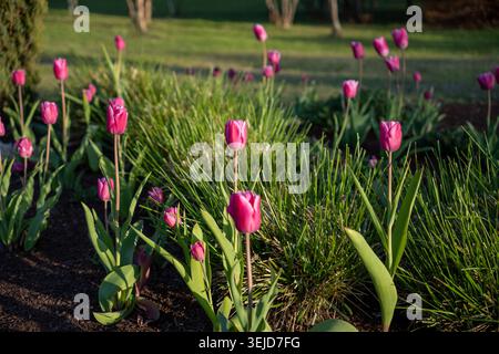 Eine ruhige Gartenszene mit leuchtend rosa Tulpen, die inmitten von üppigem grünem Gras und sanftem Sonnenlicht blühen. Stockfoto