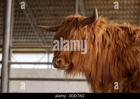 Ein Nahaufnahme-Porträt einer Hochlandkuh in einer Scheune mit ihren charakteristischen langen Haaren und Hörnern, ideal für landwirtschaftliche und ökologische Landwirtschaftskampagnen. Stockfoto