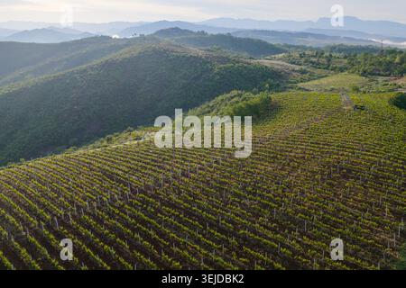Aus der Vogelperspektive ausgedehnte Weinreihen, die sich über einen sanften Hügel erstrecken, mit einem Hintergrund weit entfernter Berge in Nordalbanien Stockfoto