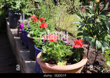 Eine Reihe von Topfpflanzen in Sunshine Stockfoto