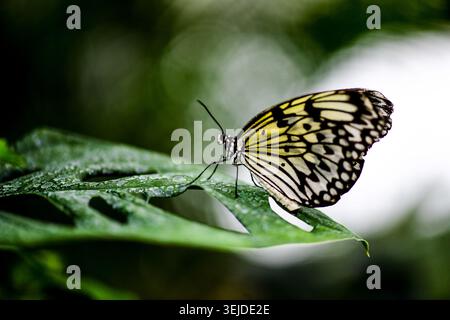 Papierdrachen Schmetterling auf grünem Blatt mit weichem natürlichem Hintergrund Stockfoto