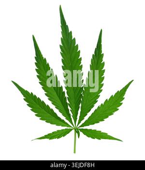 Grünes Cannabisblatt auf isoliertem Hintergrund Stockfoto