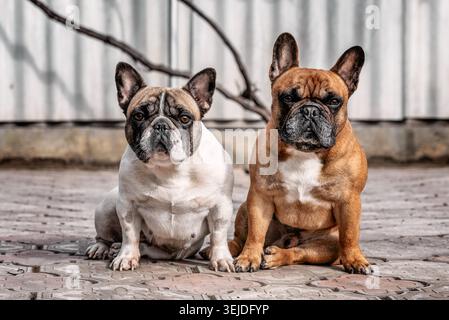 Zwei Erwachsene französische Bulldoggen sitzen nebeneinander im Hof Stockfoto