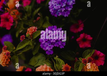 Moody Nahaufnahme von farbenfroher lantana und Petunien Stockfoto