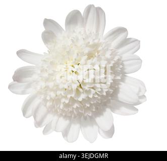 Weiße Chrysanthemenknospe auf isoliertem Hintergrund Stockfoto