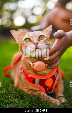 Eine Ingwerkatze, die ein Gurtzeug trägt, kaut sanft auf einem Grasblatt, während sie gestreichelt wird. Stockfoto