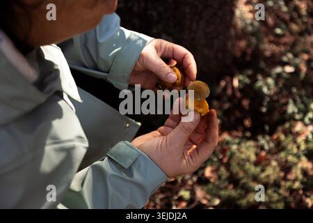 Person mit frisch geernteten Wildpilzen während eines Waldwaldes Stockfoto