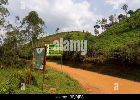 Unbefestigte Straße, die durch grüne, üppige Hügel führt, mit Wegweisern zum Bwindi Inpenetrable Nationalpark und Informationen zum Gorilla-Trekki Stockfoto