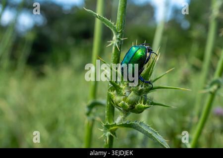 Protaetia cuprea, auch bekannt als Kupferscheuer, ist eine Art von Scheuern aus der Familie der Scarabaeidae. Diese Art ist auch bekannt als Rosenscheuer Ph Stockfoto