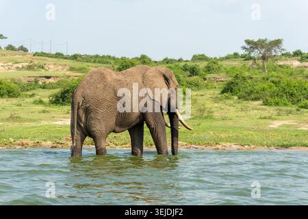 Mächtiger afrikanischer Elefant (Loxodonta africana), der im Wasser des Kazinga-Kanals steht, mit grünen grasbewachsenen Ufern im Hintergrund und einem großen Stoßzahn, Repr Stockfoto