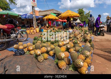 Viele frische, reife Ananas werden auf großen Planen zum Verkauf auf einem geschäftigen Straßenmarkt im Freien ausgestellt, wo die Einheimischen einkaufen und Händler unter Colo arbeiten Stockfoto
