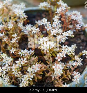 Zarte weiße Sedum-Blüten [Sedum hispanicum, die spanische Steinmetze] öffnen sich in einer natürlichen Umgebung im Freien und zeigen ihre winzigen Blütenblätter und grünen br Stockfoto