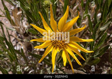 Gelbe Wüste Wildblumenblüte Aus Nächster Nähe Stockfoto