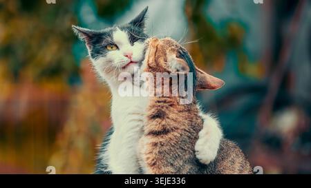 Tabby-Katze beißt graue und weiße Katze in Herbstfarben Stockfoto