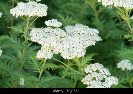 Weiße Blüten der kaukasischen Schafgarbe Achillea ptarmicifolia syn. Achillea grandiflora Stockfoto