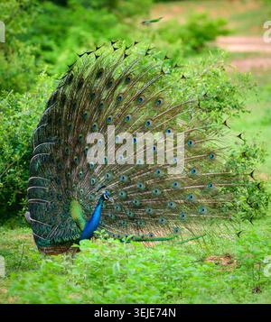 Die Balz mit elegantem männlichem Pfau, schillerndes farbenfrohes Schwanzfedermuster, schöner Tanz von männlichen indischen Pfauzen im Yala-Nationalpark, Sri Lanka. Stockfoto