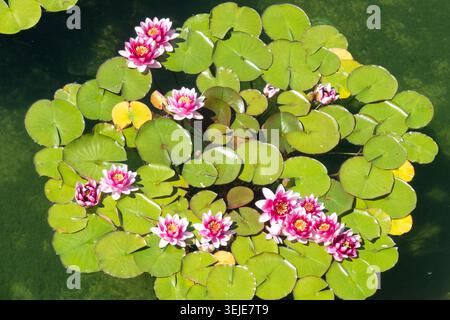 Seerosenpolster Nymphaea, Blumen, Seerosenteich Stockfoto