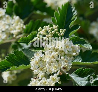 Zarte weiße Blüten und Knospen der Sorbus graeca, die im Frühjahr blühen. Grüne Blätter. Stockfoto