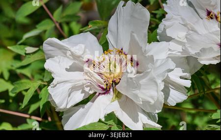 Üppige weiße Pfingstrosenblüten mit leuchtenden gelben Staubblättern, in voller Blüte inmitten von dichtem grünem Laub in einer Gartenumgebung Stockfoto