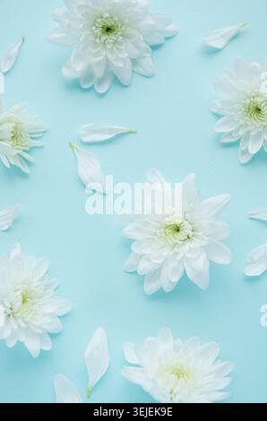 Weiße Chrysanthemen und Blütenblätter auf blauem Hintergrund Stockfoto