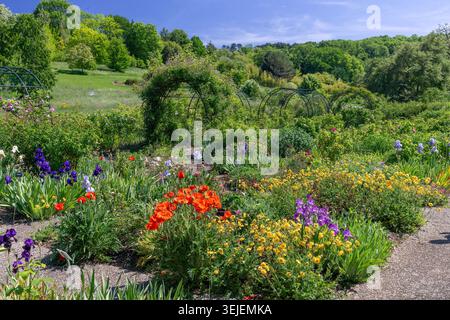 Villers-lès-Nancy, Frankreich - Blick auf den Rosengarten im Botanischen Garten von Nancy mit seiner Sammlung von wilden und hybriden Rosen aus aller Welt. Stockfoto