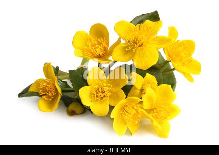 Caltha palustris Stockfoto