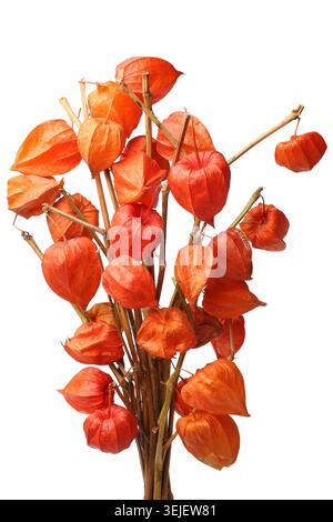 Physalis alkekengi (chinesische Laterne) Stockfoto