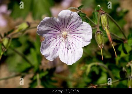 Einzelne weiße Blume mit violetten Adern von Flieder Kranzschnabel Geranium himalayense „Derrick Cook“ Stockfoto