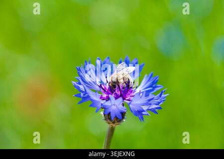 Nahaufnahme einer Honigbiene, die eine leuchtend blaue Kornblumenblüte bestäubt. Wunderschöne Makroaufnahme auf einer sonnigen Sommerwiese mit einem weichen, verschwommenen grünen Hintergrund Stockfoto
