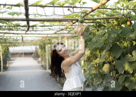 Lächelnde junge asiatische Frau, die frisches Gemüse im Gewächshaus erntet. Glücklicher Landwirt, der Bio-Produkte aus Pflanzenreben auf nachhaltiger Landwirtschaft sammelt Stockfoto