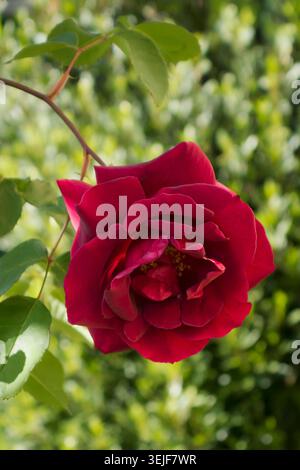 Eine tiefrote Blume der stark duftenden Kletterrose Etoile de Hollande, in einem Sommergarten (UK) Stockfoto