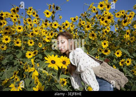Friedliche asiatische Frau, die draußen steht und hellgelbe Sonnenblumenpflanze riecht, blüht im sonnigen Sommerfeld und fühlt sich glücklich und entspannt unter Clea Stockfoto