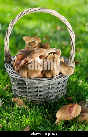 Im Herbst Pilze Stockfoto