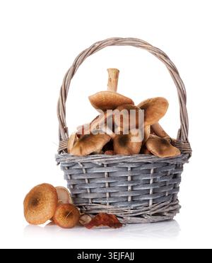 Im Herbst Pilze Stockfoto
