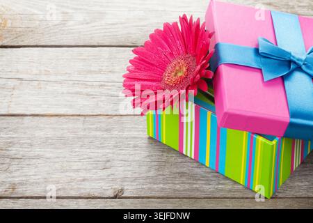 Violette Gerbera-Blume in Geschenkbox Stockfoto
