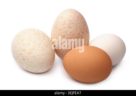 Truthahn und Hühnereier Stockfoto
