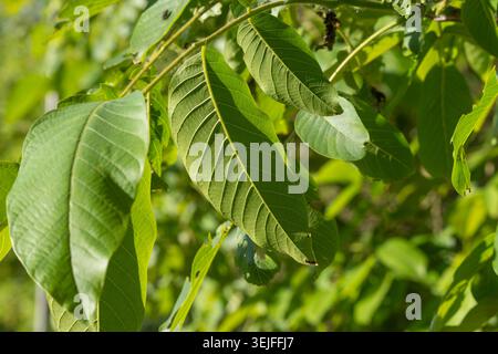 Gewöhnliche Walnussblätter, Juglans regia, hängen in einem grünen Baldachin mit sanfter Hintergrundbeleuchtung. Das Bild hebt Flugblätter, Adern und natürliche Sommertextur hervor. Stockfoto