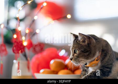 Cat bereitet chinesische Neujahrsfeiern zu Hause vor. Niedliche Hauskatze mit traditionellem Anhänger für das chinesische Neujahrsfest Stockfoto
