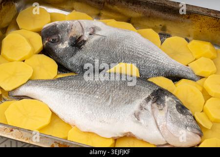 Dorado Fisch auf einem Backblech mit Kartoffeln. Ganze rohe Meerbrasse, Goldbrasse, dorada, ungekochte Dorade, Doraden oder sparus aurata mit Garnitur Stockfoto