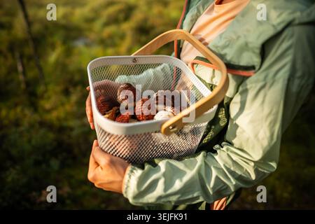 Pilzkorb im Herbst. Frau, die einen Korb mit essbaren Pilzen im Wald hält, Wälder jagen Stockfoto
