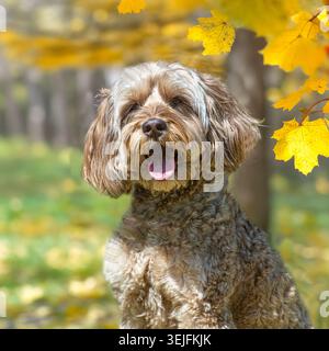 Kakapohund sitzt im Herbstlaub Stockfoto