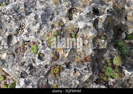 Sempervivum arachnoideum 'Tomentosum' - Spinnennetz-Hausleek wächst in den Löchern und Rissen eines großen Felsens in einem Garten im Freien. Stockfoto