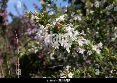Weigela, Florida, weißer Ritter, weigela. Stockfoto