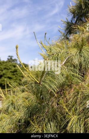 Pinus Strobus 'pendula' - weinende östliche Weißkiefer. Stockfoto